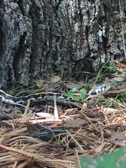 Thamnophis cyrtopsis ocellatus