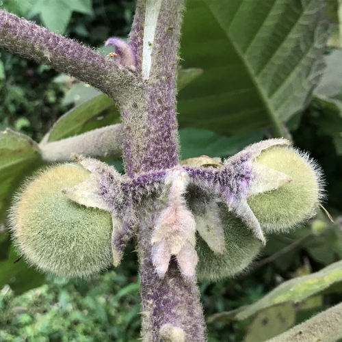 Solanum quitoense