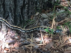 Thamnophis cyrtopsis ocellatus