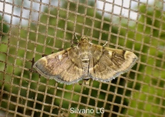 Bicilia iarchasalis