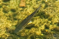 Semotilus corporalis