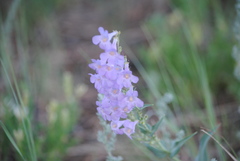 Penstemon secundiflorus