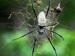 Nephila vitiana