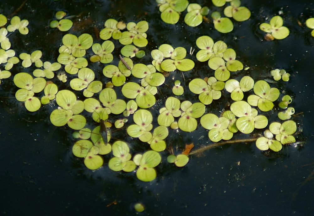 Spirodela polyrrhiza