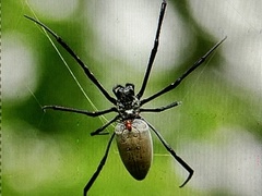 Nephila vitiana
