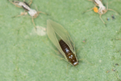 Aphis fabae solanella