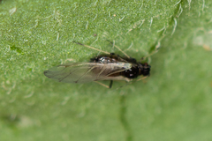 Aphis fabae solanella