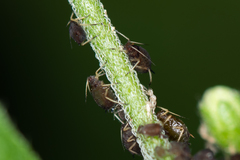 Aphis fabae solanella