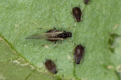 Aphis fabae solanella