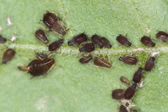 Aphis fabae solanella