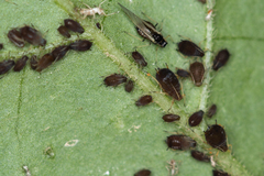 Aphis fabae solanella