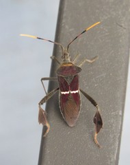 Leptoglossus macrophyllus