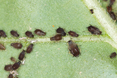 Aphis fabae solanella
