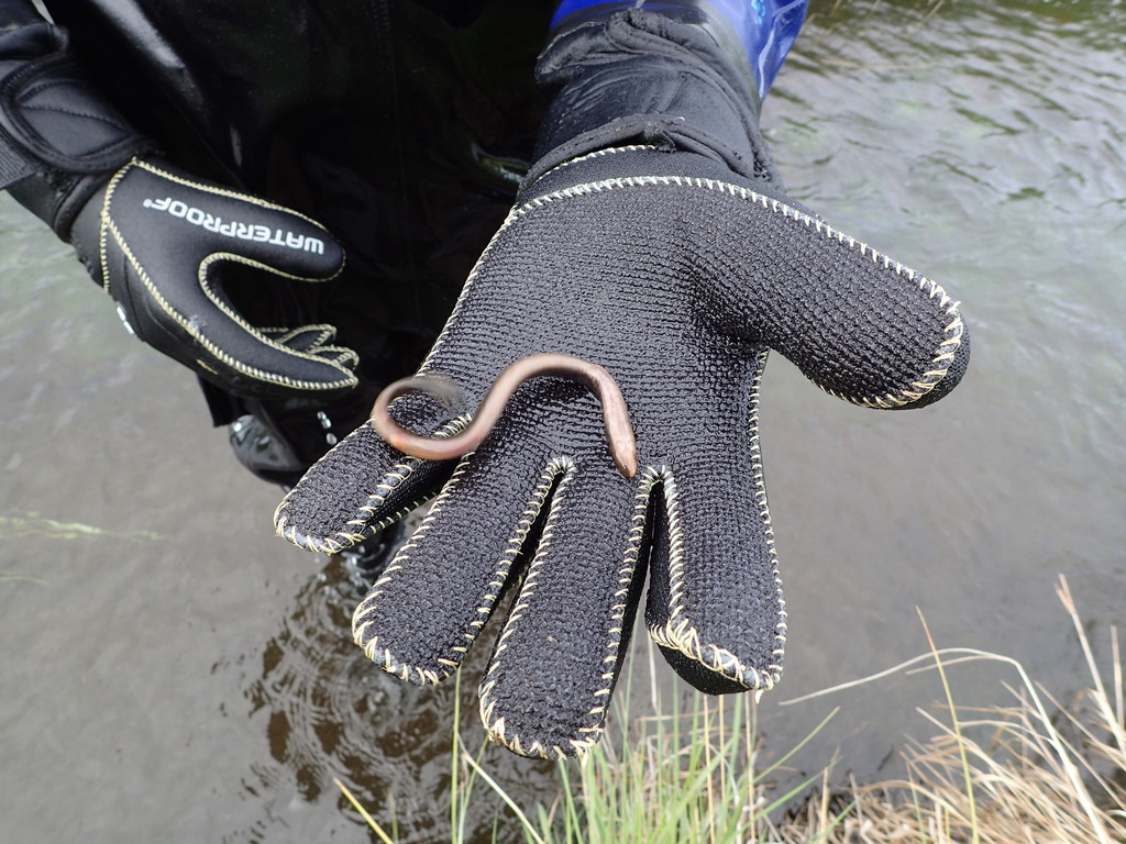 Arctic Lamprey