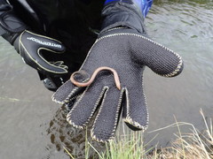 Lethenteron camtschaticum