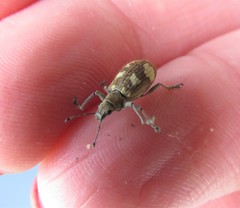 Mimographus