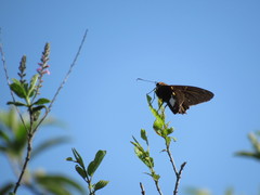 Epargyreus socus orizaba