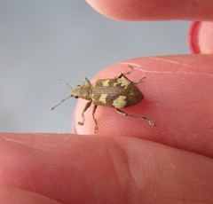Mimographus