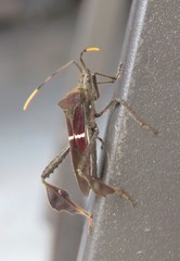 Leptoglossus macrophyllus