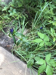 Gentiana linearis