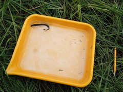 Lethenteron camtschaticum