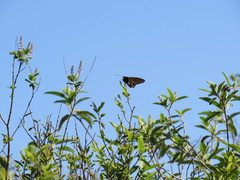 Epargyreus socus orizaba