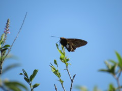 Epargyreus socus orizaba