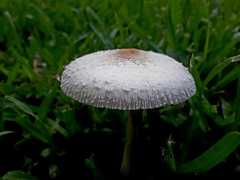 Chlorophyllum hortense