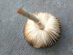 Chlorophyllum hortense