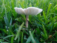 Chlorophyllum hortense