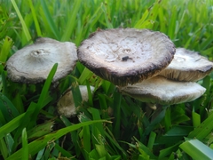 Chlorophyllum hortense