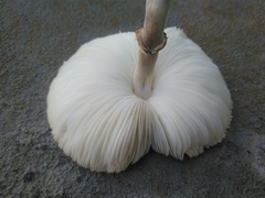 Chlorophyllum hortense