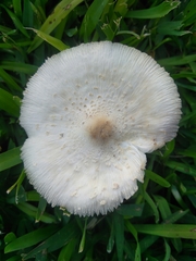 Chlorophyllum hortense