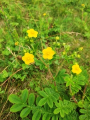 Potentilla fulgens
