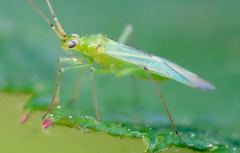 Blepharidopterus angulatus