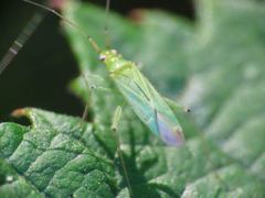 Blepharidopterus angulatus