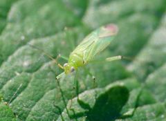Blepharidopterus angulatus