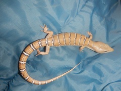 Gerrhonotus lugoi
