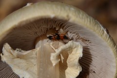 Oxyporus rufus