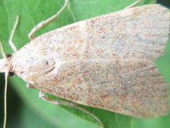 Hypsopygia glaucinalis