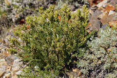 Oxytropis borealis viscida