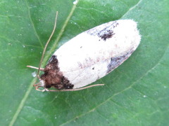 Agonopterix costaemaculella