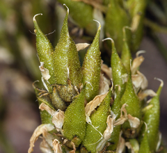 Oxytropis borealis viscida
