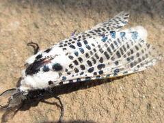 Zeuzera multistrigata