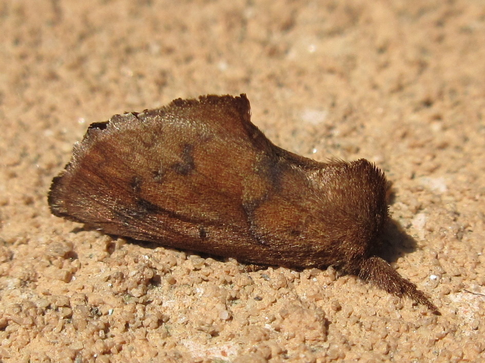 Micromelalopha troglodyta