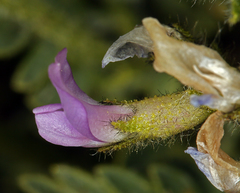 Oxytropis borealis viscida