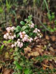 Vaccinium fragile