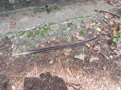 Phasianus colchicus karpowi