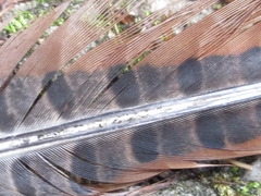 Phasianus colchicus karpowi