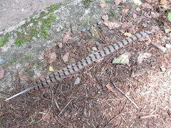 Phasianus colchicus karpowi